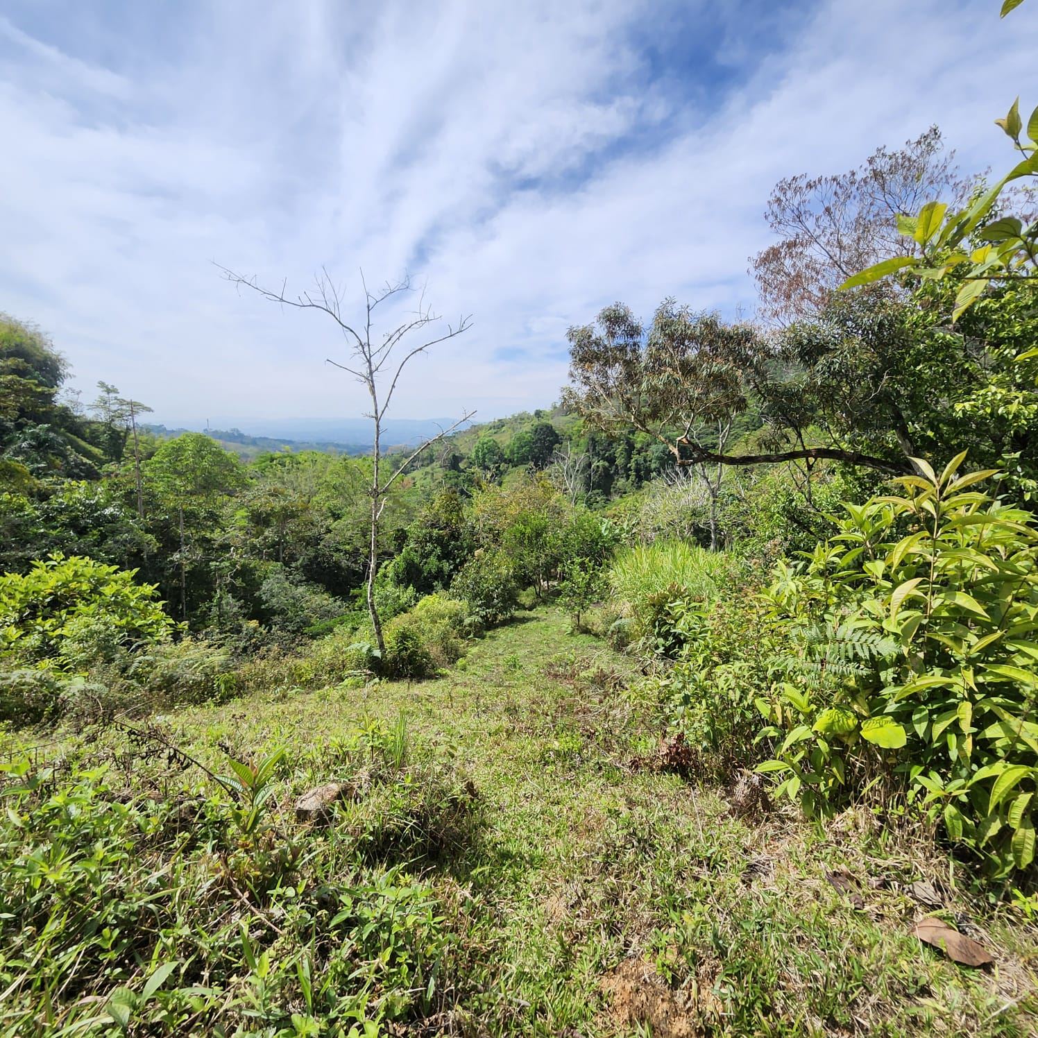 RE/MAX real estate, Costa Rica, Pérez Zeledón, Well located farm with views, spring, creek and easy access.